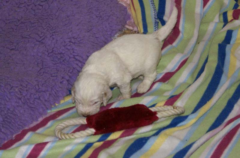 Girl_Pink_Tail_3,5weeks_b