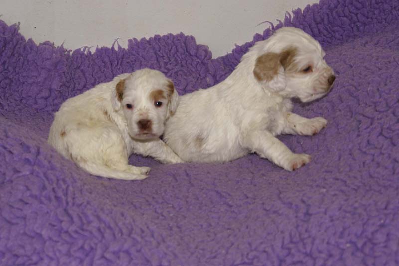 Windy_Fraser_pups_3,5weeks_b