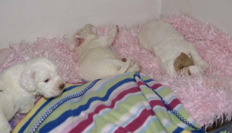 Windy_Fraser_pups_3,5weeks_c