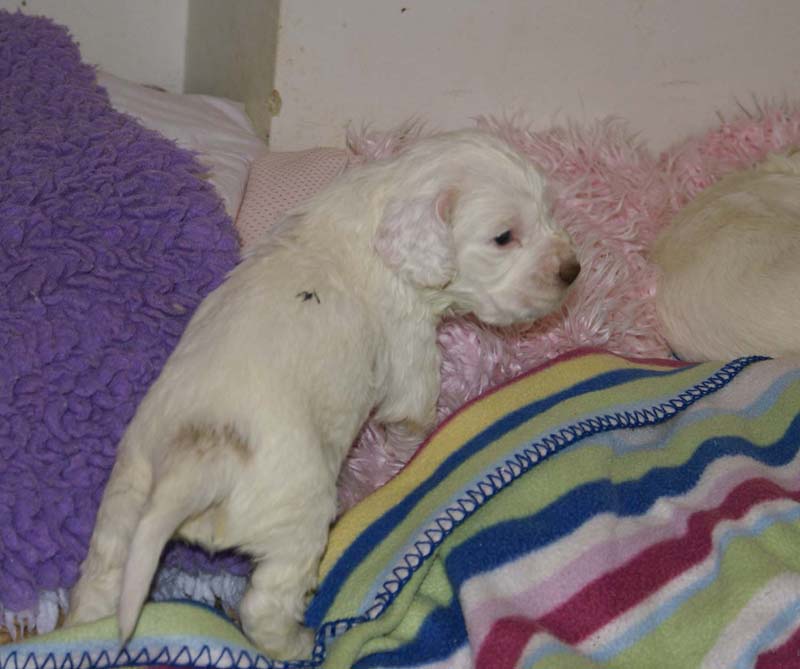 Windy_Fraser_pups_3,5weeks_d