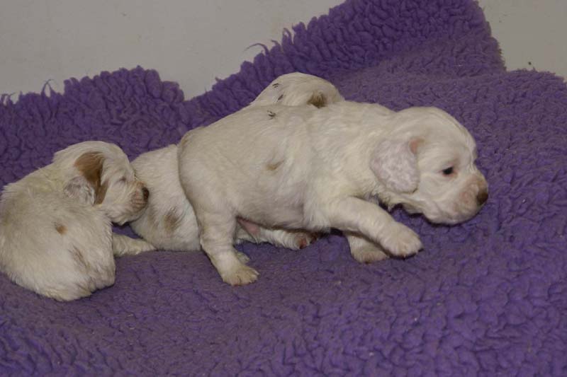 Windy_Fraser_pups_3,5weeks_e