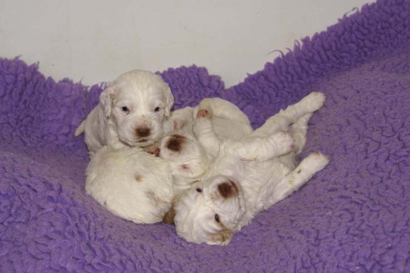 Windy_Fraser_pups_3,5weeks_f