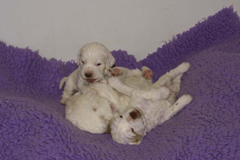 Windy_Fraser_pups_3,5weeks_g