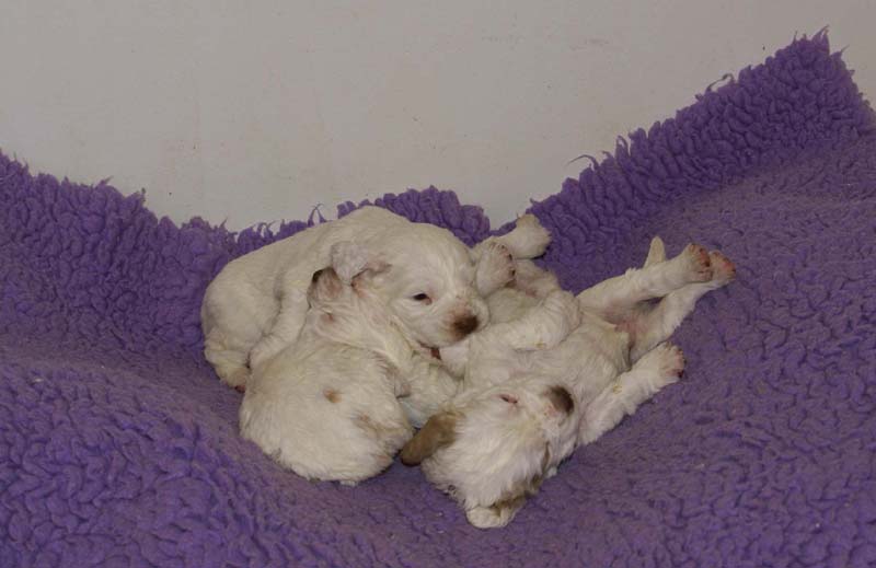 Windy_Fraser_pups_3,5weeks_h