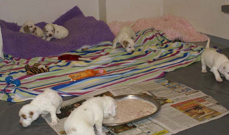 Windy_Fraser_pups_3,5weeks_j