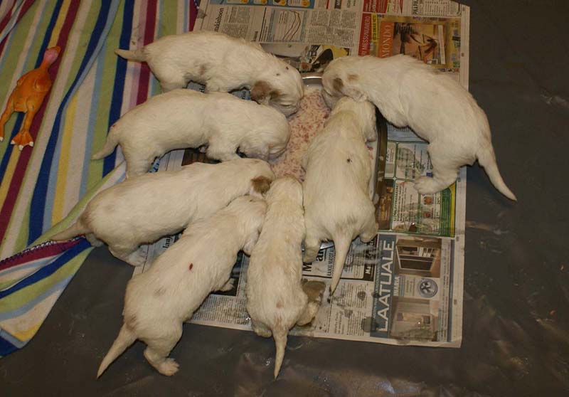 Windy_Fraser_pups_3,5weeks_k