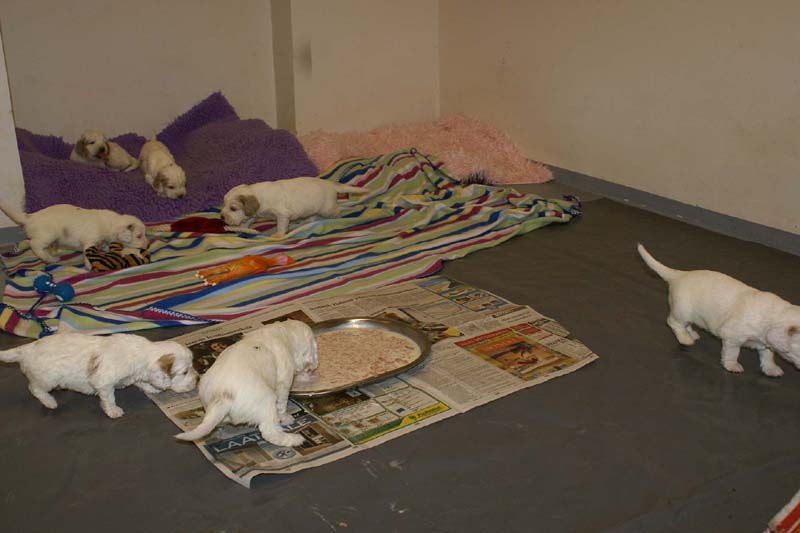 Windy_Fraser_pups_3,5weeks_m