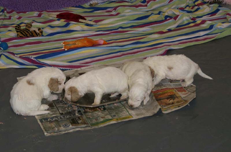 Windy_Fraser_pups_3,5weeks_o