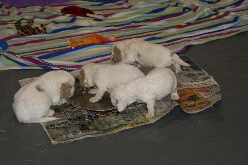 Windy_Fraser_pups_3,5weeks_p