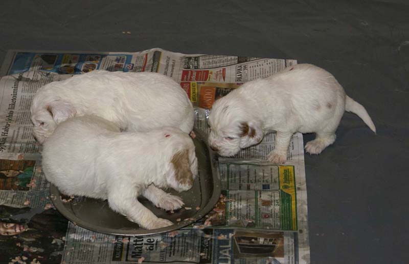 Windy_Fraser_pups_3,5weeks_q