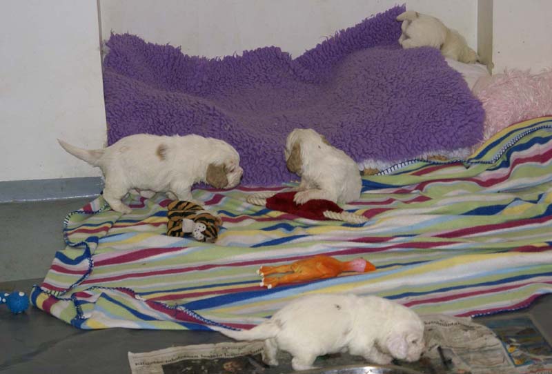 Windy_Fraser_pups_3,5weeks_t