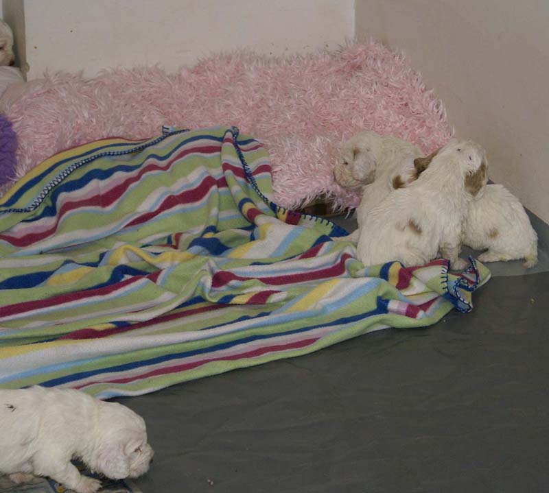 Windy_Fraser_pups_3,5weeks_v