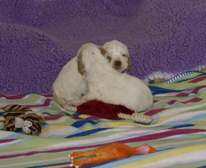 Windy_Fraser_pups_3,5weeks_w