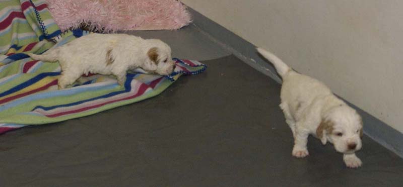 Windy_Fraser_pups_3,5weeks_ww