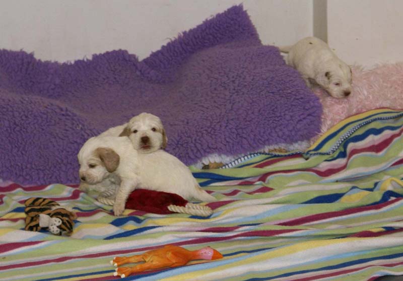 Windy_Fraser_pups_3,5weeks_x