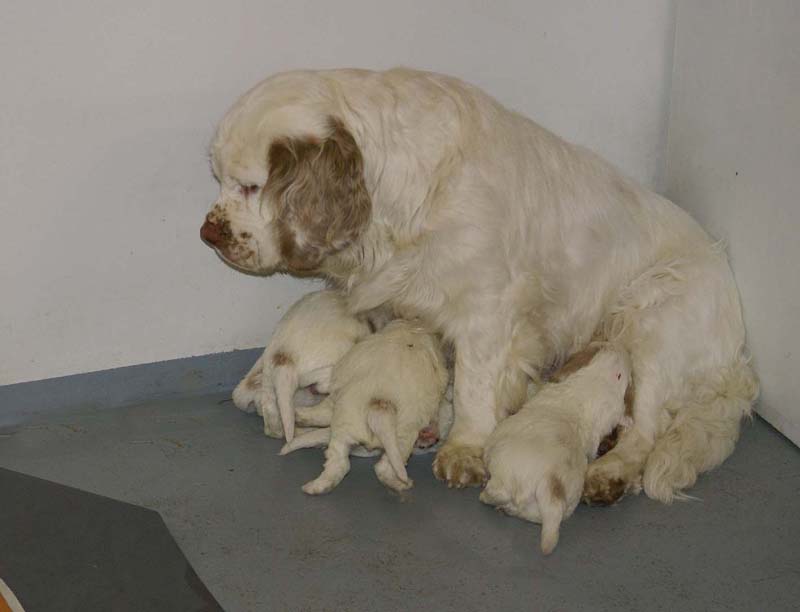 Windy_Fraser_pups_3,5weeks_xx