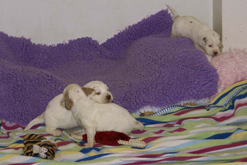 Windy_Fraser_pups_3,5weeks_y