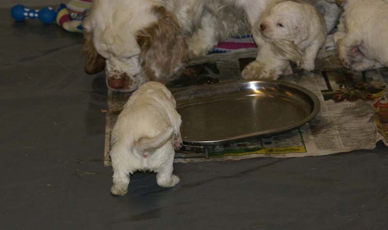 Windy_Fraser_pups_3,5weeks_z