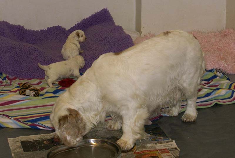 Windy_Fraser_pups_3,5weeks_zz