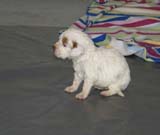 Girl_Bronze_Tail_3,5weeks_c