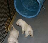 Girl_Pink_Tail_3,5weeks_c