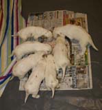 Windy_Fraser_pups_3,5weeks_n