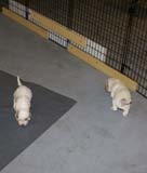 Windy_Fraser_pups_3,5weeks_s