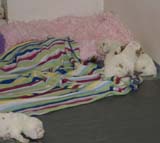 Windy_Fraser_pups_3,5weeks_v