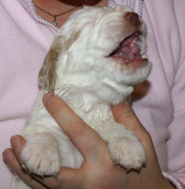 Boy_Bronze_Head_3weeks_a