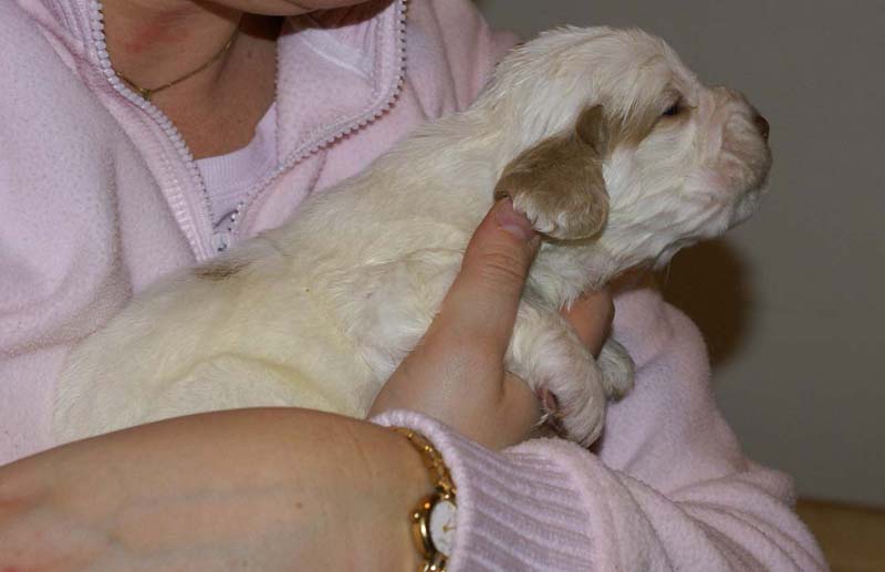 Boy_Bronze_Head_3weeks_aa