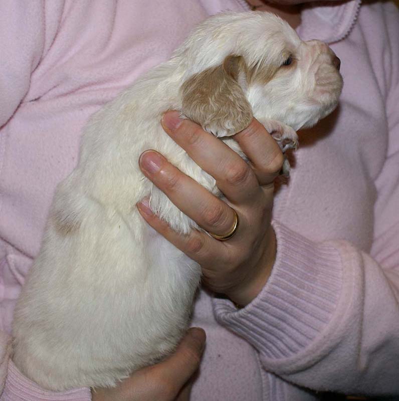 Boy_Bronze_Head_3weeks_b