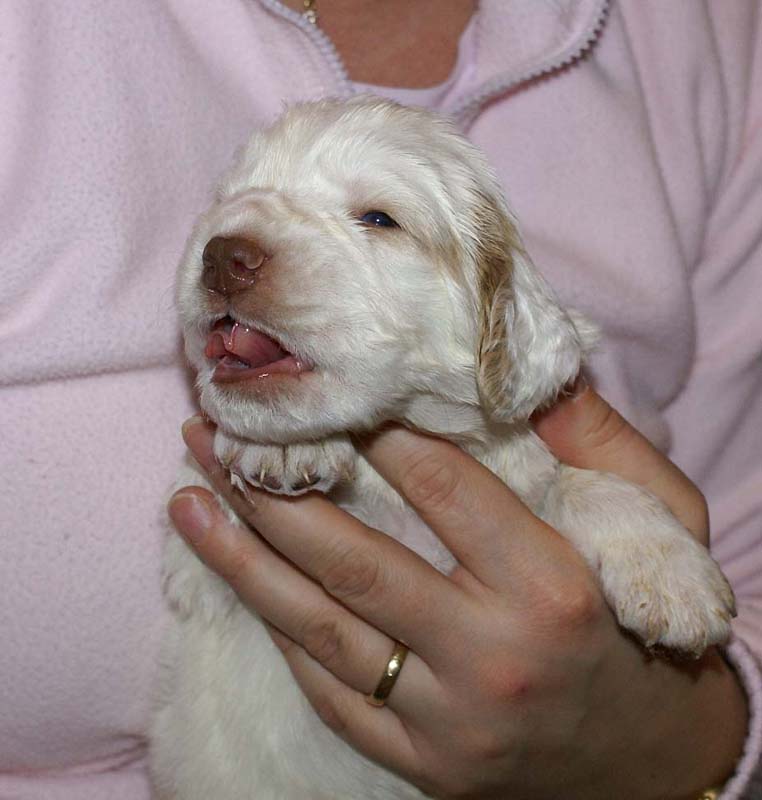 Boy_Bronze_Head_3weeks_d