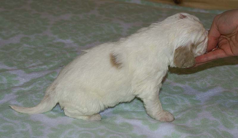 Boy_Bronze_Head_3weeks_g