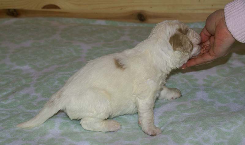 Boy_Bronze_Head_3weeks_i