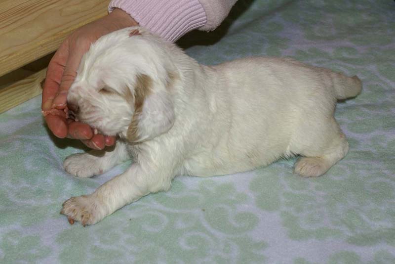 Boy_Bronze_Head_3weeks_j