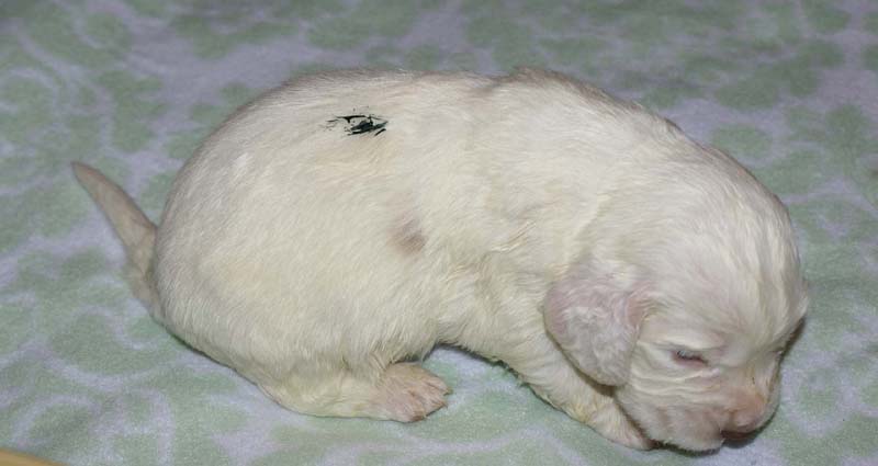 Boy_Green_Back_3weeks_c