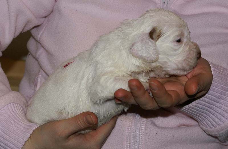 Boy_Pink_Back_3weeks_a