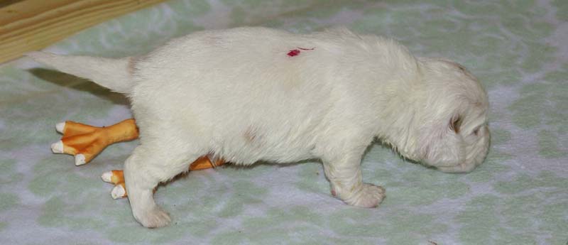 Boy_Pink_Back_3weeks_aa