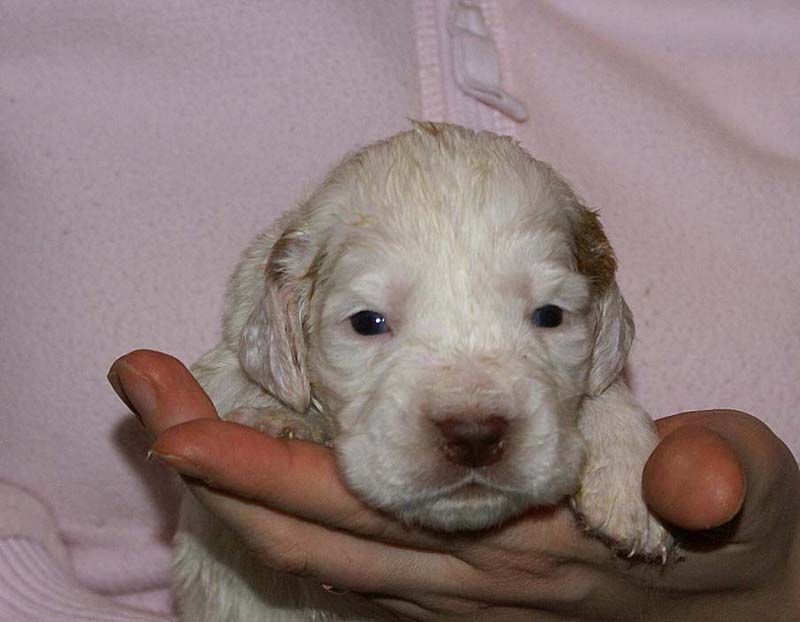 Boy_Pink_Back_3weeks_b