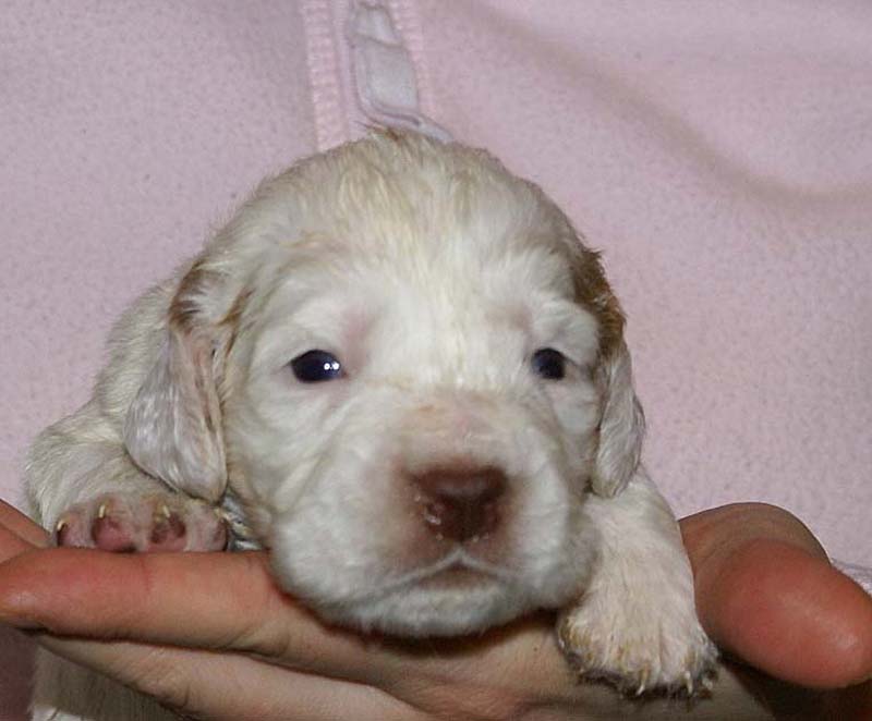 Boy_Pink_Back_3weeks_c