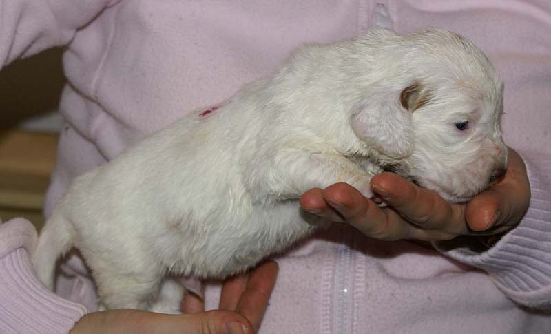 Boy_Pink_Back_3weeks_d