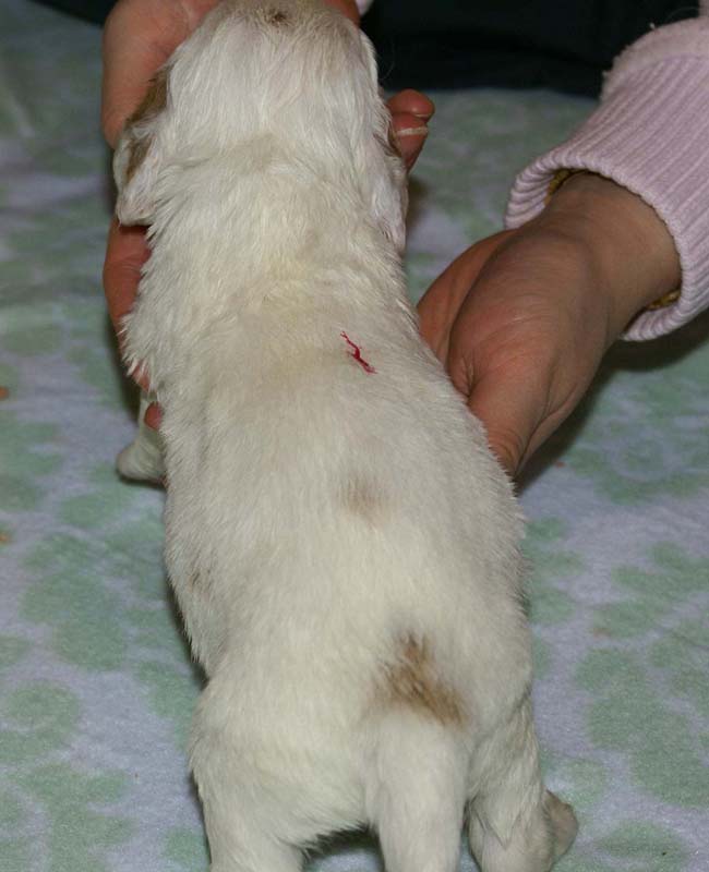 Boy_Pink_Back_3weeks_e