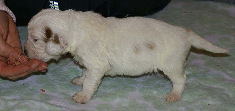 Boy_Pink_Back_3weeks_f