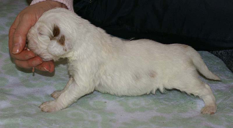 Boy_Pink_Back_3weeks_j