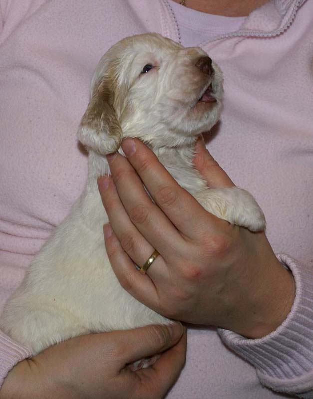 Boy_Pink_Head_3weeks_a