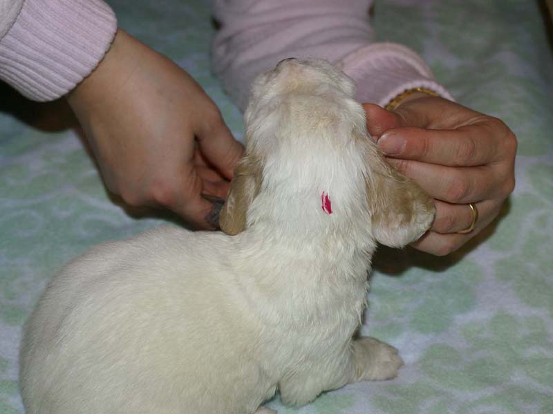 Boy_Pink_Head_3weeks_aa