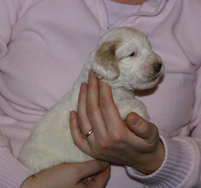 Boy_Pink_Head_3weeks_b