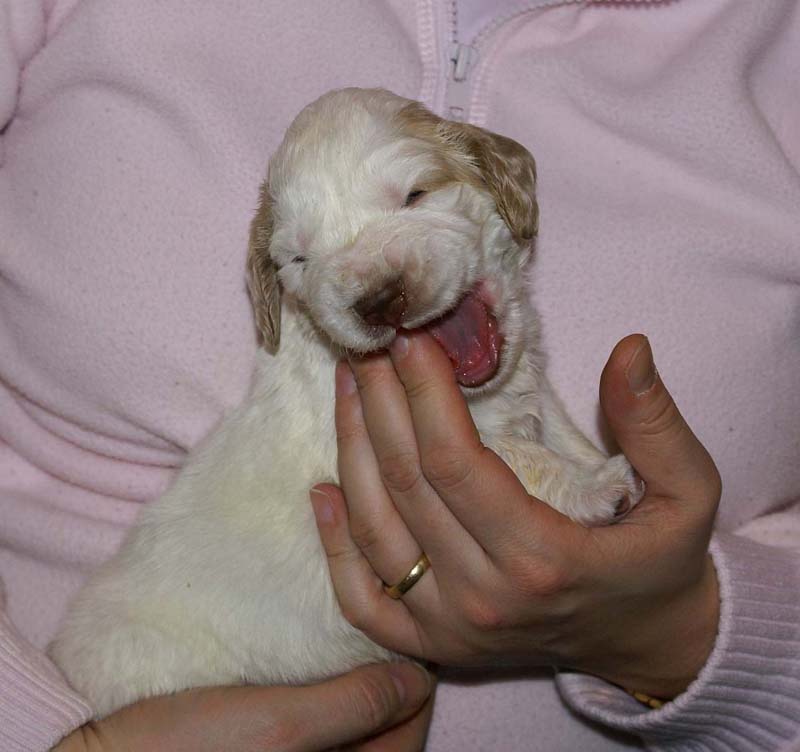 Boy_Pink_Head_3weeks_c