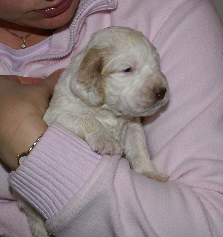 Boy_Pink_Head_3weeks_e