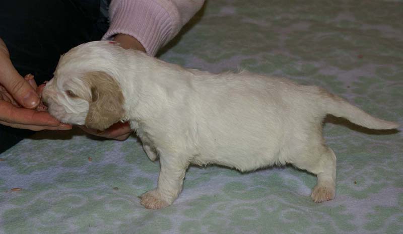 Boy_Pink_Head_3weeks_h